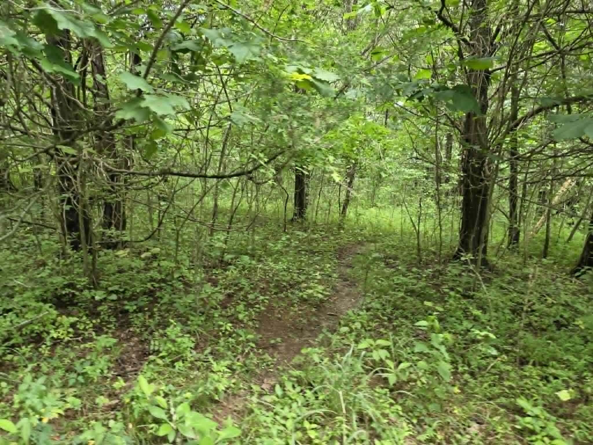 811 Hickory Ridge Road Waddy, KY 40076 - Photo 74 of 79 woods 4