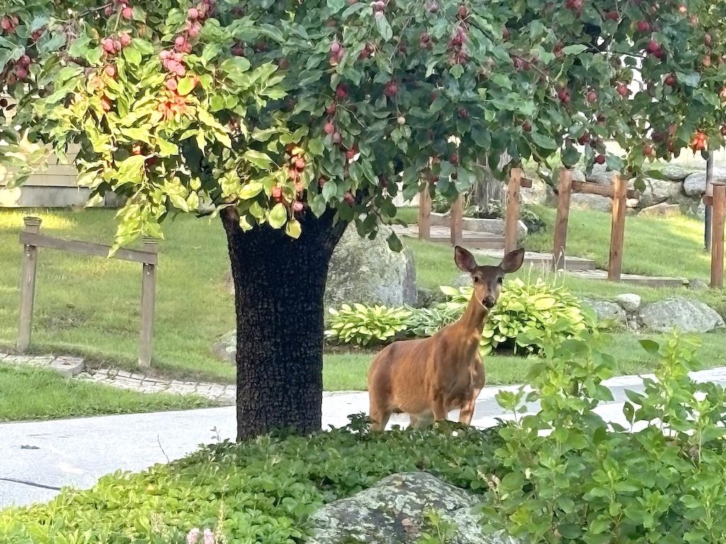 14 Colonial Square, Unit 14 Peterborough, NH 03458 - Photo 46 of 47