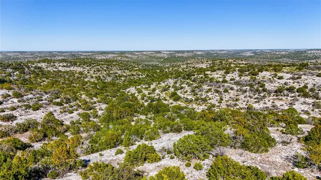 a view of a large tree