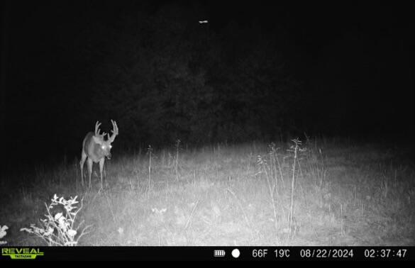 1526 Ozark Road Crane, MO 65633 - Photo 32 of 41 image1