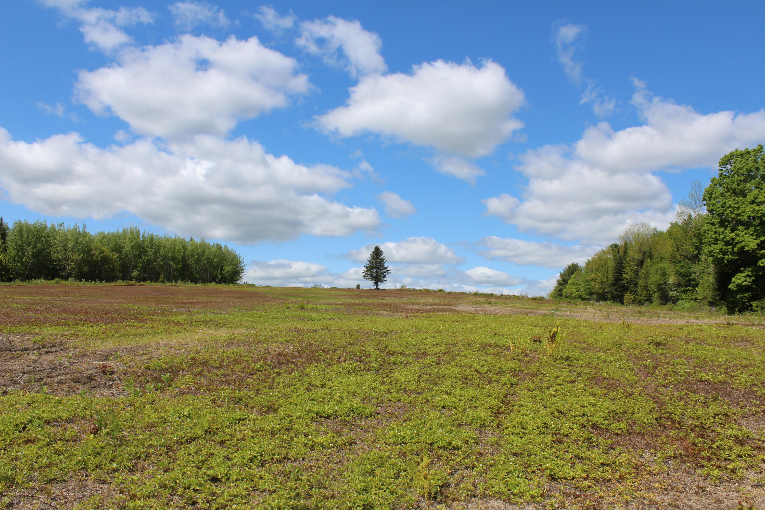 356 Lyford Road Milo, ME 04463 - Photo 62 of 65 blueberry fields