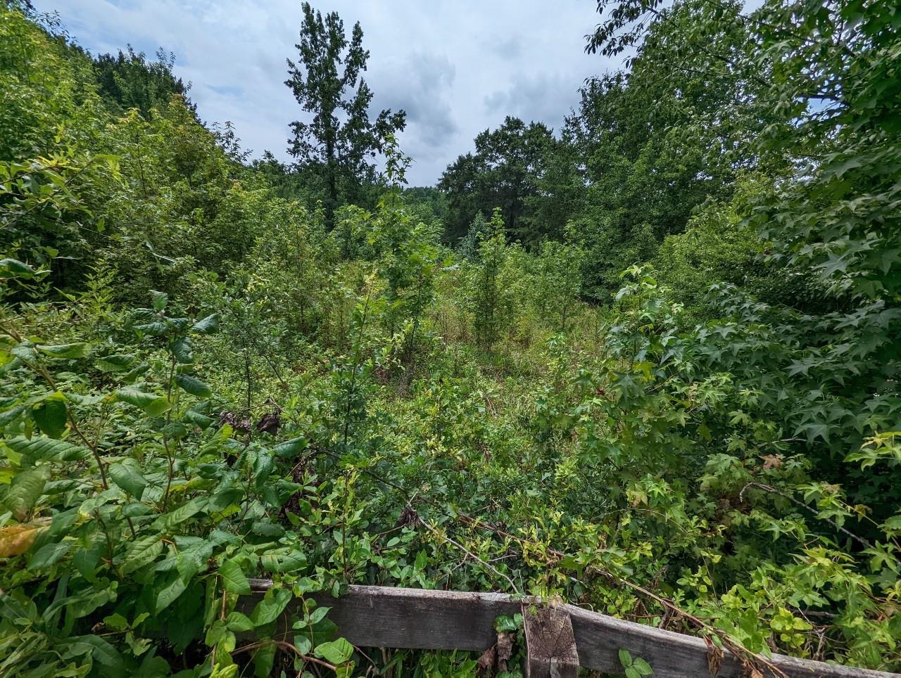 Dickson Cove Road Campobello, SC 29322 - Photo 4 of 11