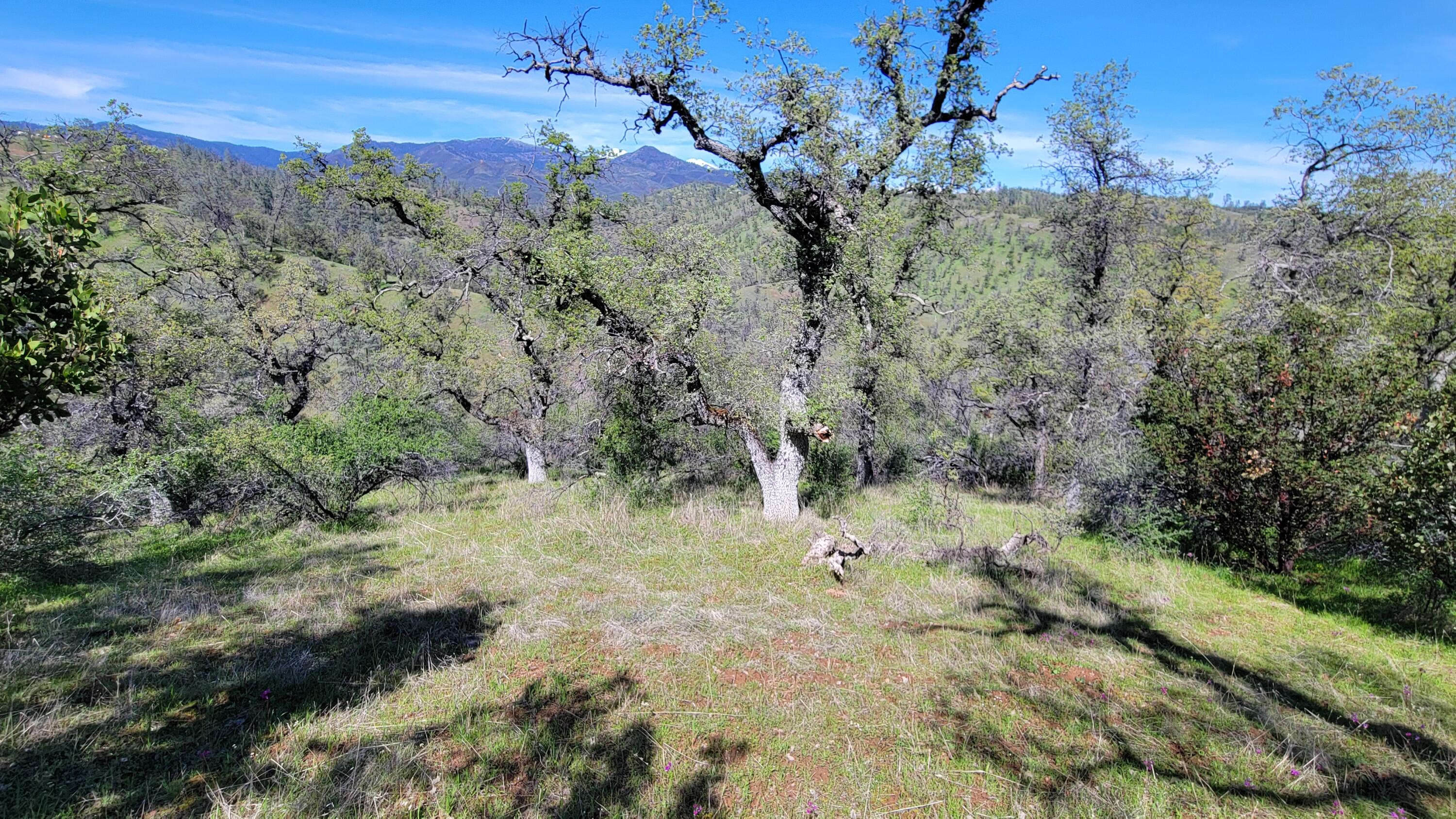 Lot 216 Tolowa Road Igo, CA 96047 - Photo 23 of 25 20250323_135617