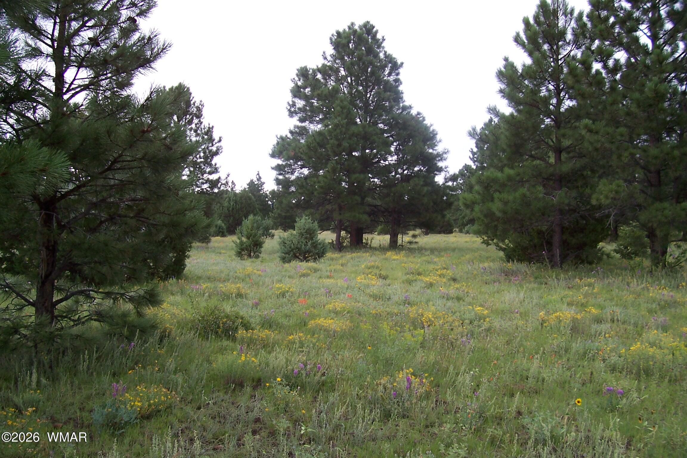 Lot 5 Red Cabin Ranch, Unit II Vernon, AZ 85940 - Photo 8 of 12 Ranch-Farm055