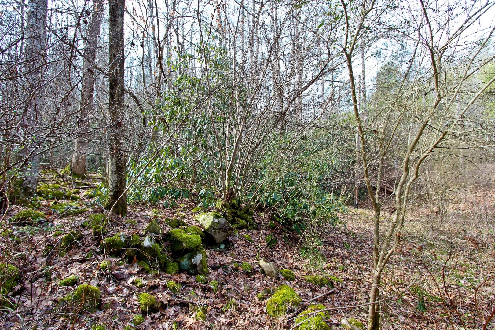 1-acre Reece Hollow Road Del Rio, TN 37727 - Photo 23 of 32 IMG_4216