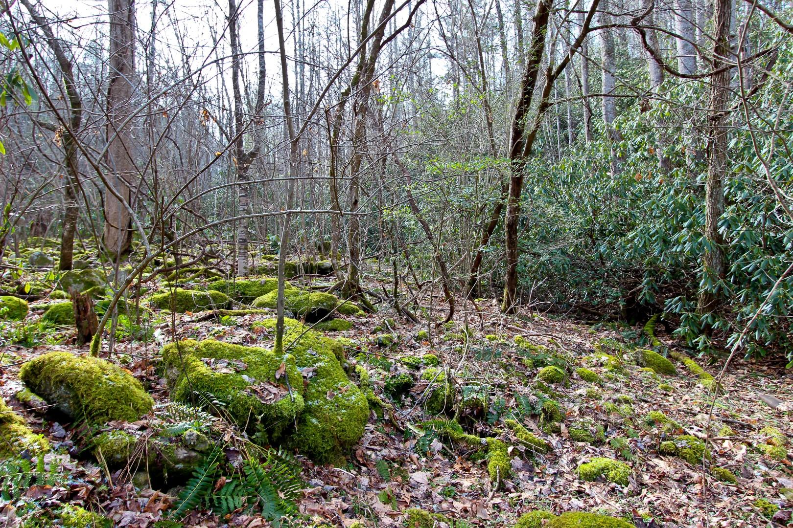 1-acre Reece Hollow Road Del Rio, TN 37727 - Photo 24 of 32 IMG_4218