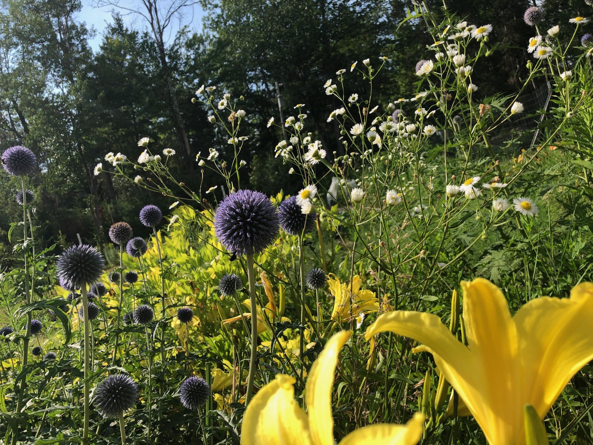 196 Woodmans Mill Road Searsmont, ME 04973 - Photo 44 of 45 IMG_0855