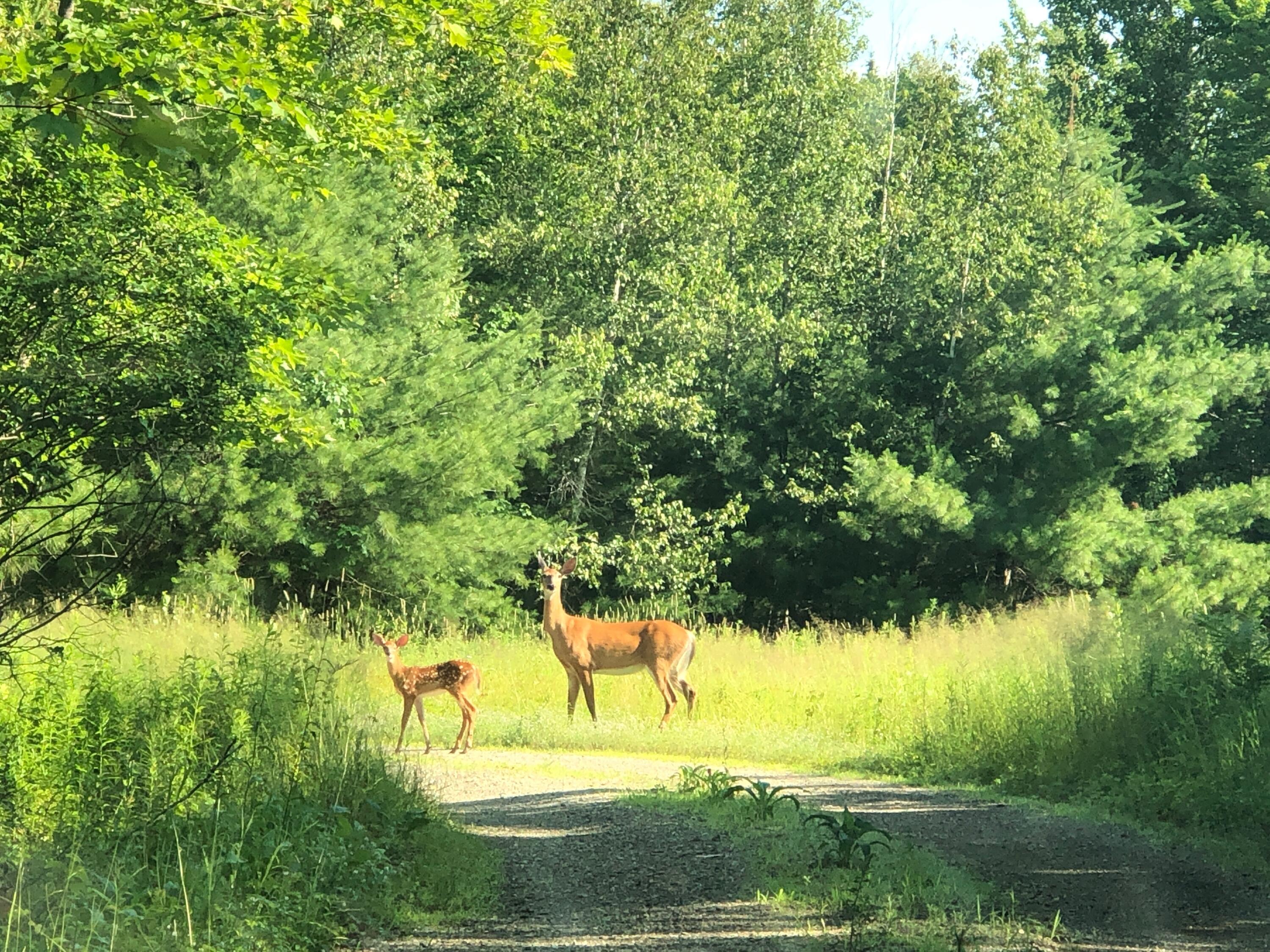 196 Woodmans Mill Road Searsmont, ME 04973 - Photo 6 of 45 58480162327__CF620EC2-161D-4655-A91F-39A