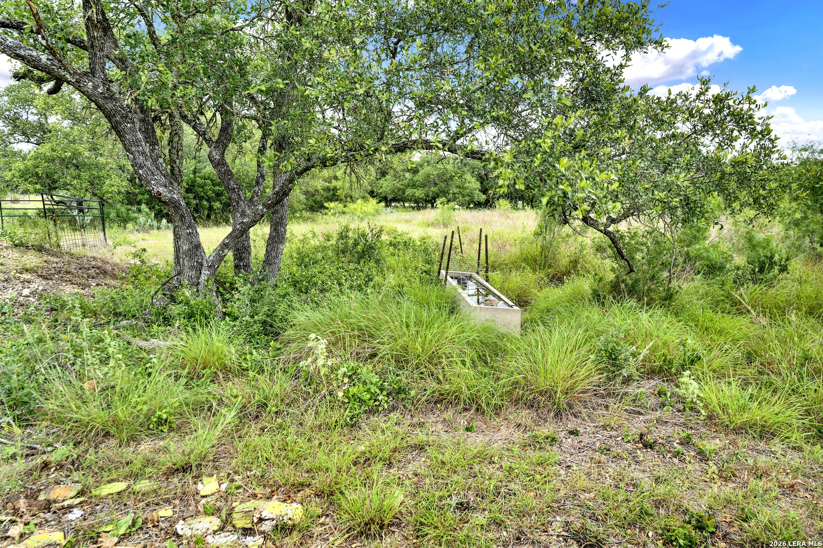 0 Fm 1796 D'Hanis, TX 78850 - Photo 10 of 26 a lush green forest with lots of trees