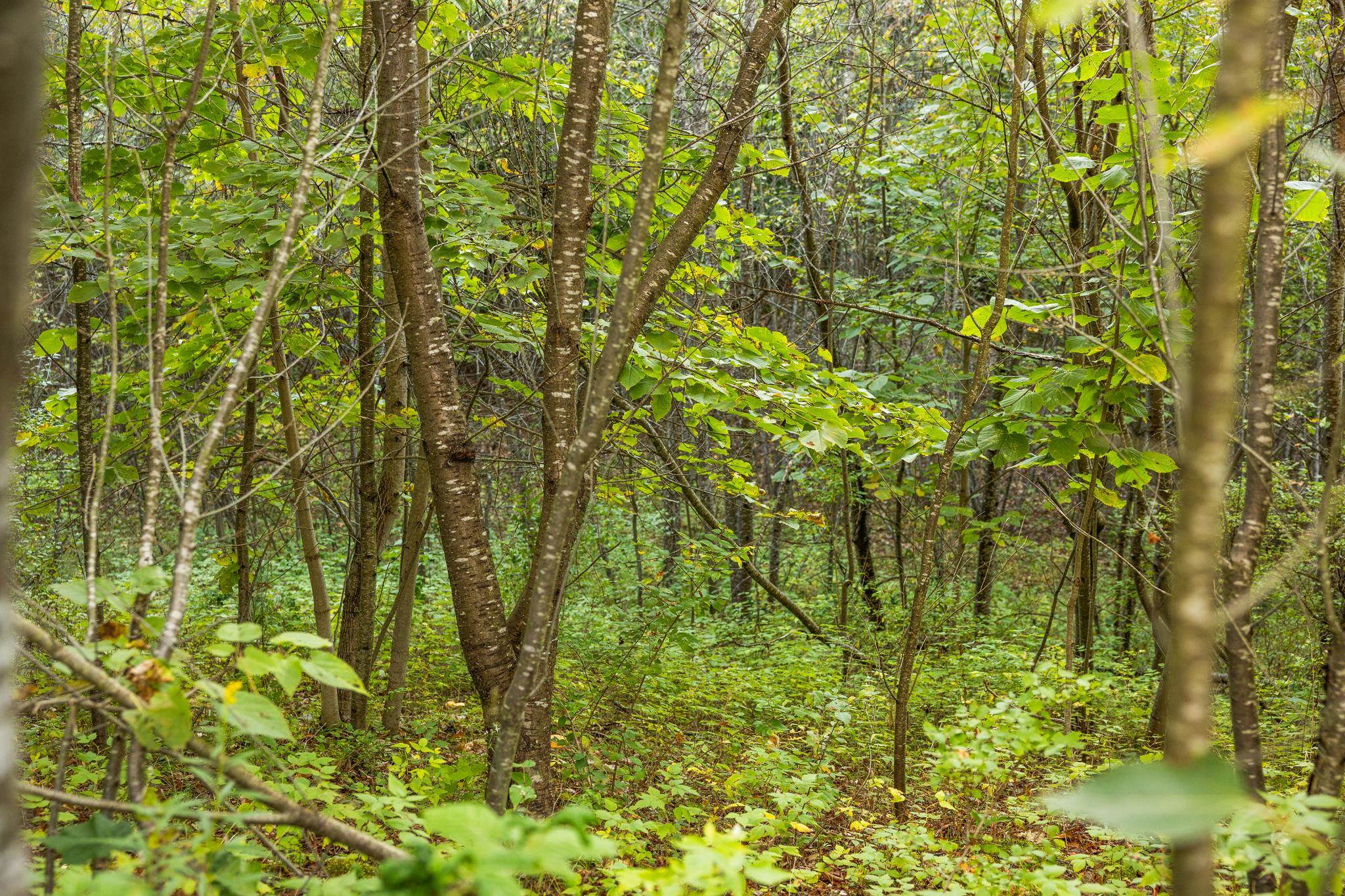 171 Colt Road Northeast Kalkaska, MI 49646 - Photo 15 of 25 Gallery Image 15