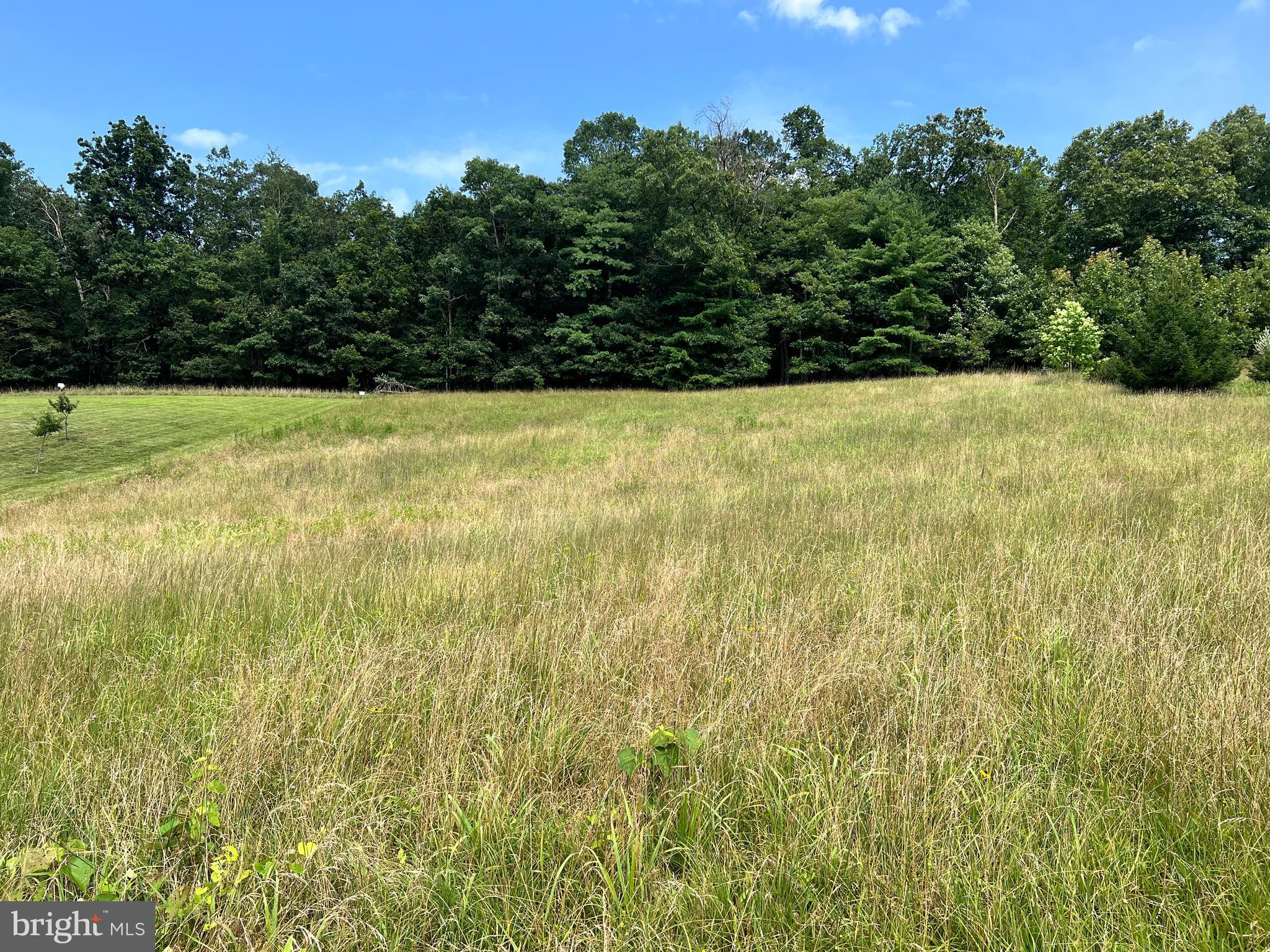 a view of a yard with a trees