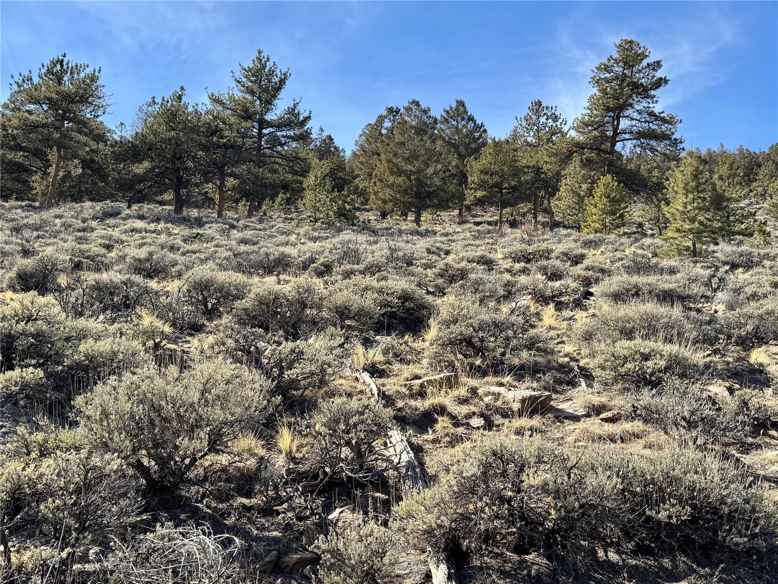 25 Redhill Road Fairplay, CO 80440 - Photo 39 of 47 a view of a dry field covered with trees