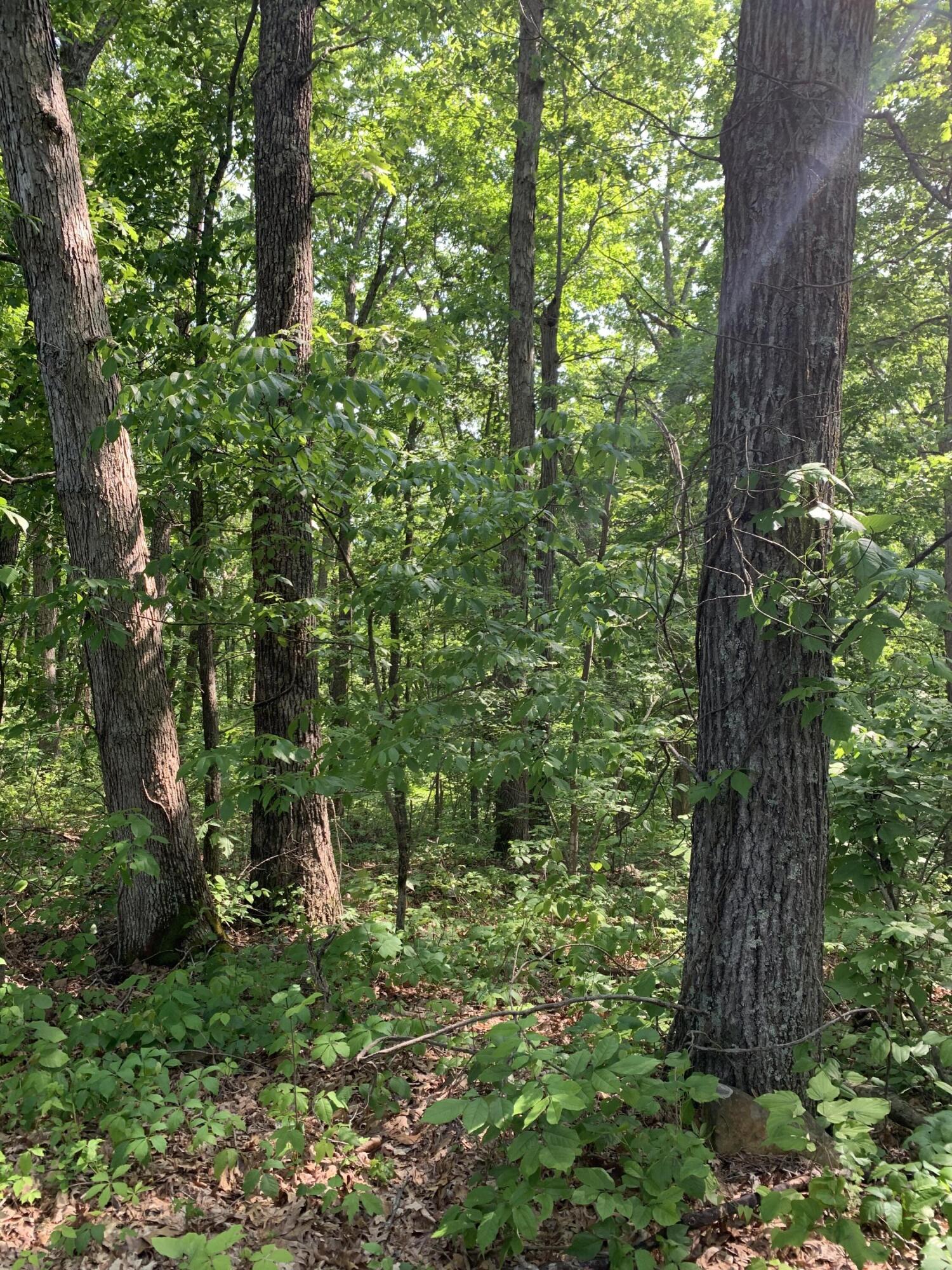 0 Pea Ridge Road Wallingford, KY 41093 - Photo 13 of 15 IMG_5057