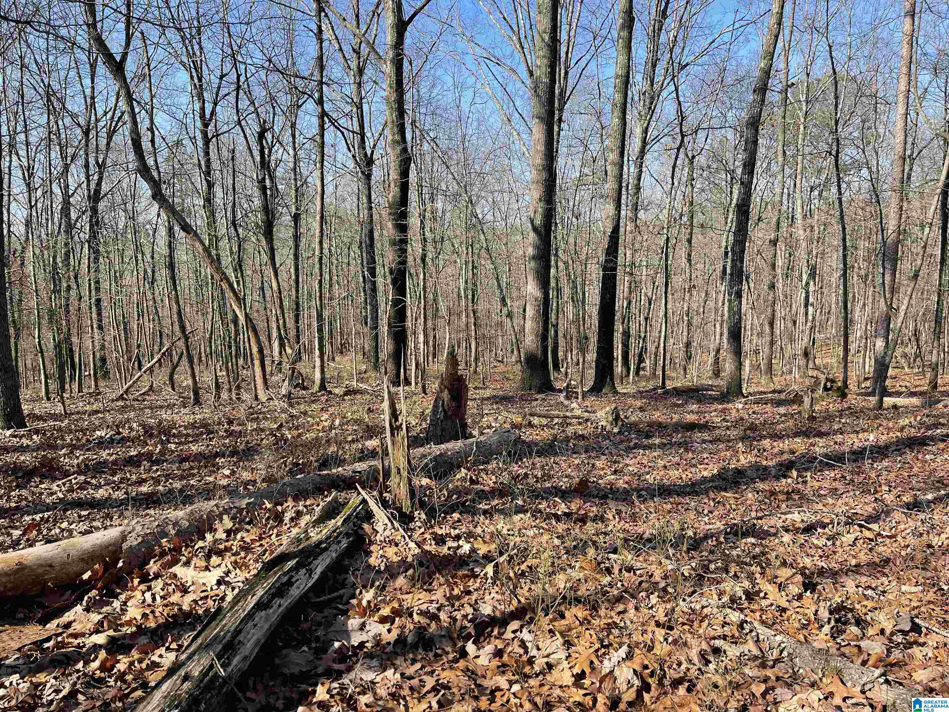 0 County Road 852, Unit 2 Ranburne, AL 36273 - Photo 6 of 19