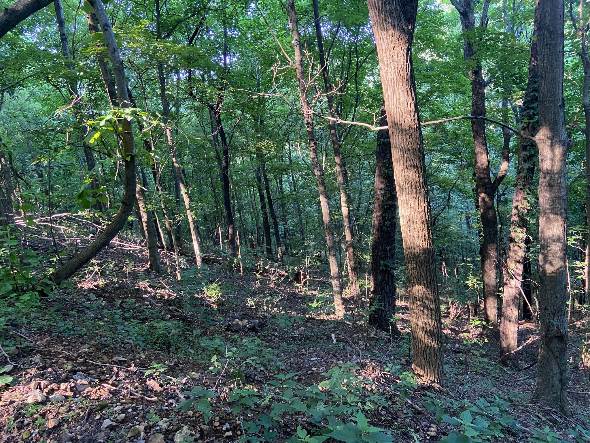 3147 Dale Ridge Road Liberty, TN 37095 - Photo 4 of 16