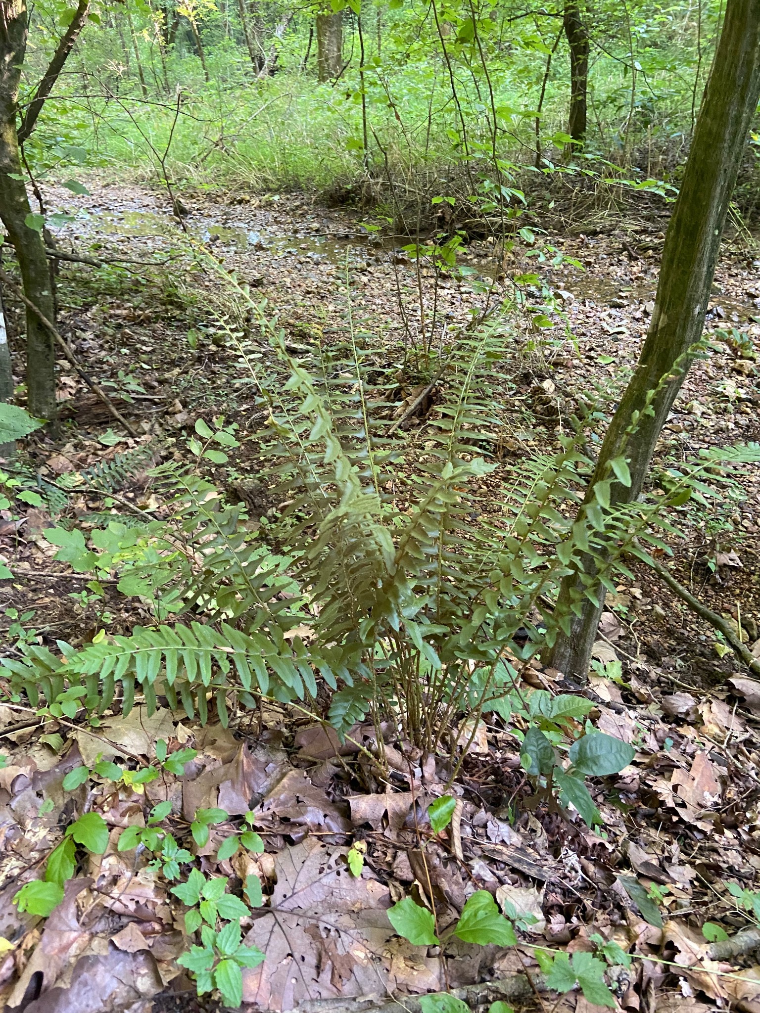 3147 Dale Ridge Road Liberty, TN 37095 - Photo 5 of 16