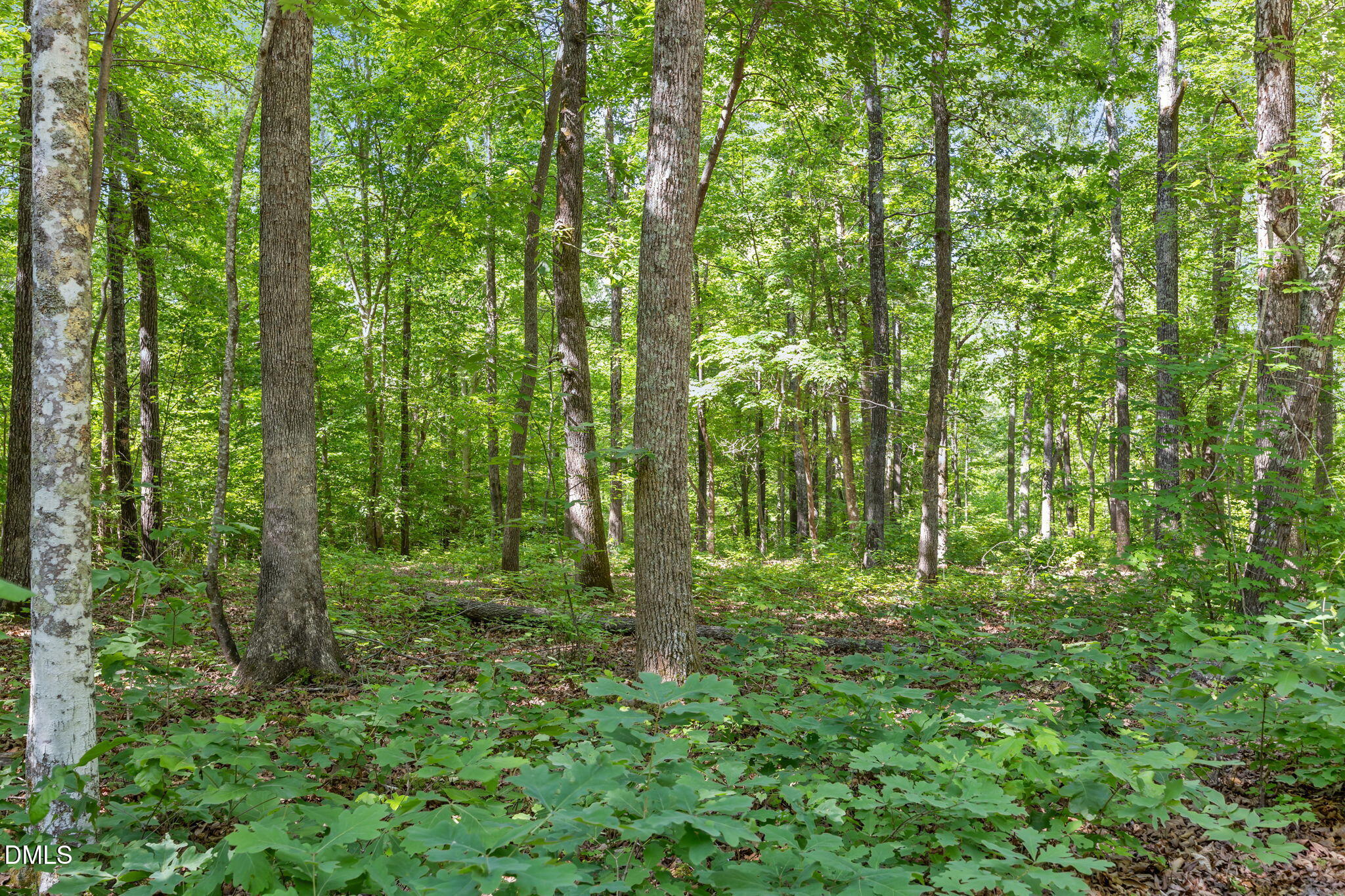 3820 Riversound Lane Rougemont, NC 27572 - Photo 13 of 14 a view of outdoor space and garden