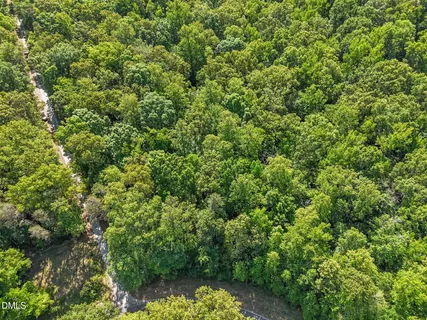 a view of a lush green forest