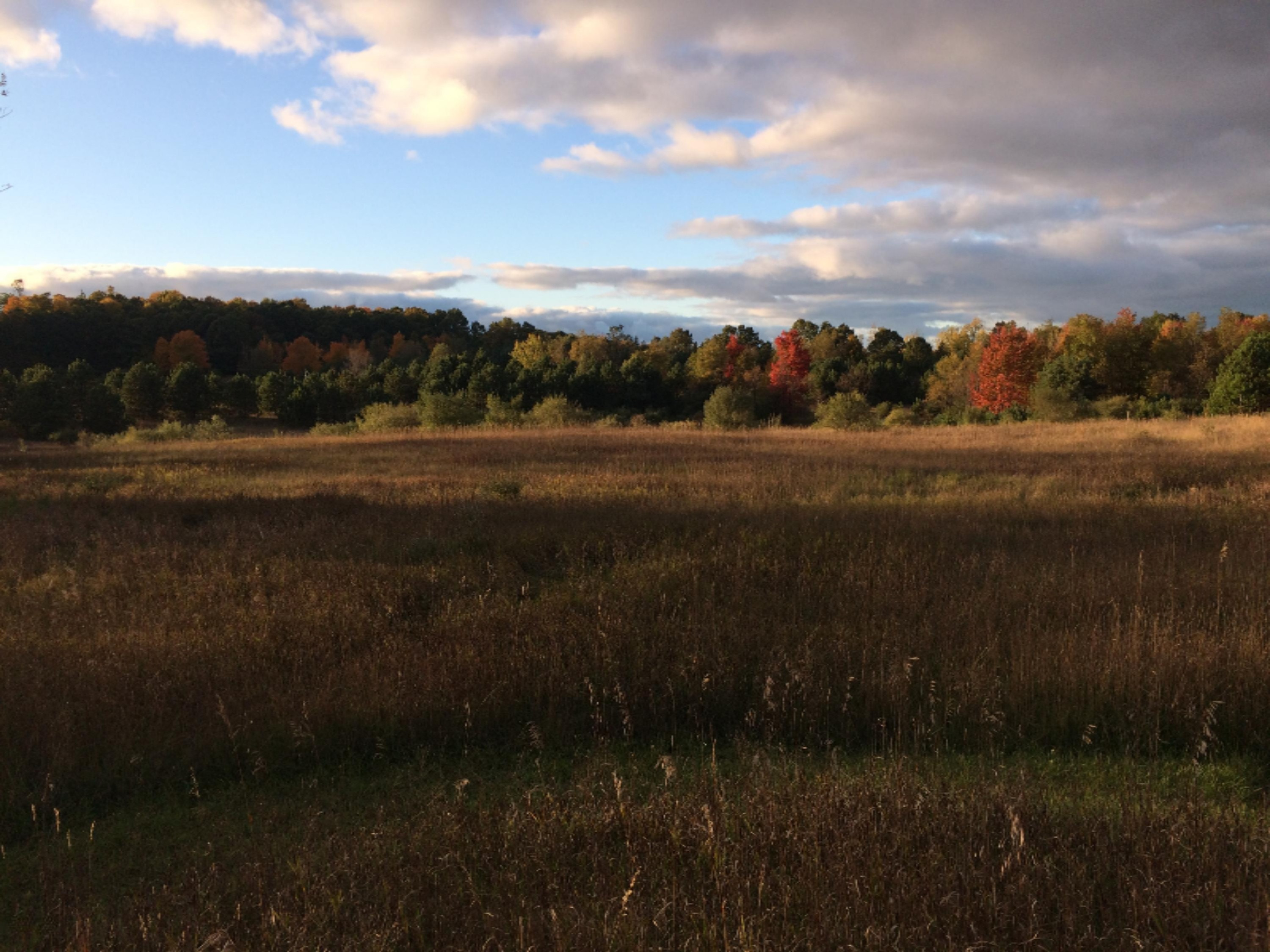 11510 Kerry Road Brethren, MI 49619 - Photo 22 of 30 Back Field in Fall