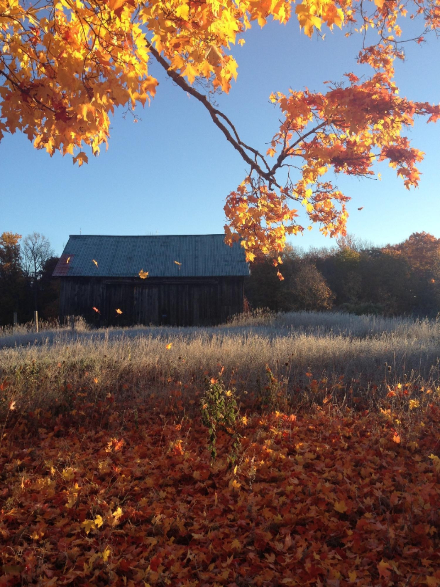 11510 Kerry Road Brethren, MI 49619 - Photo 23 of 30 Barn in Fall