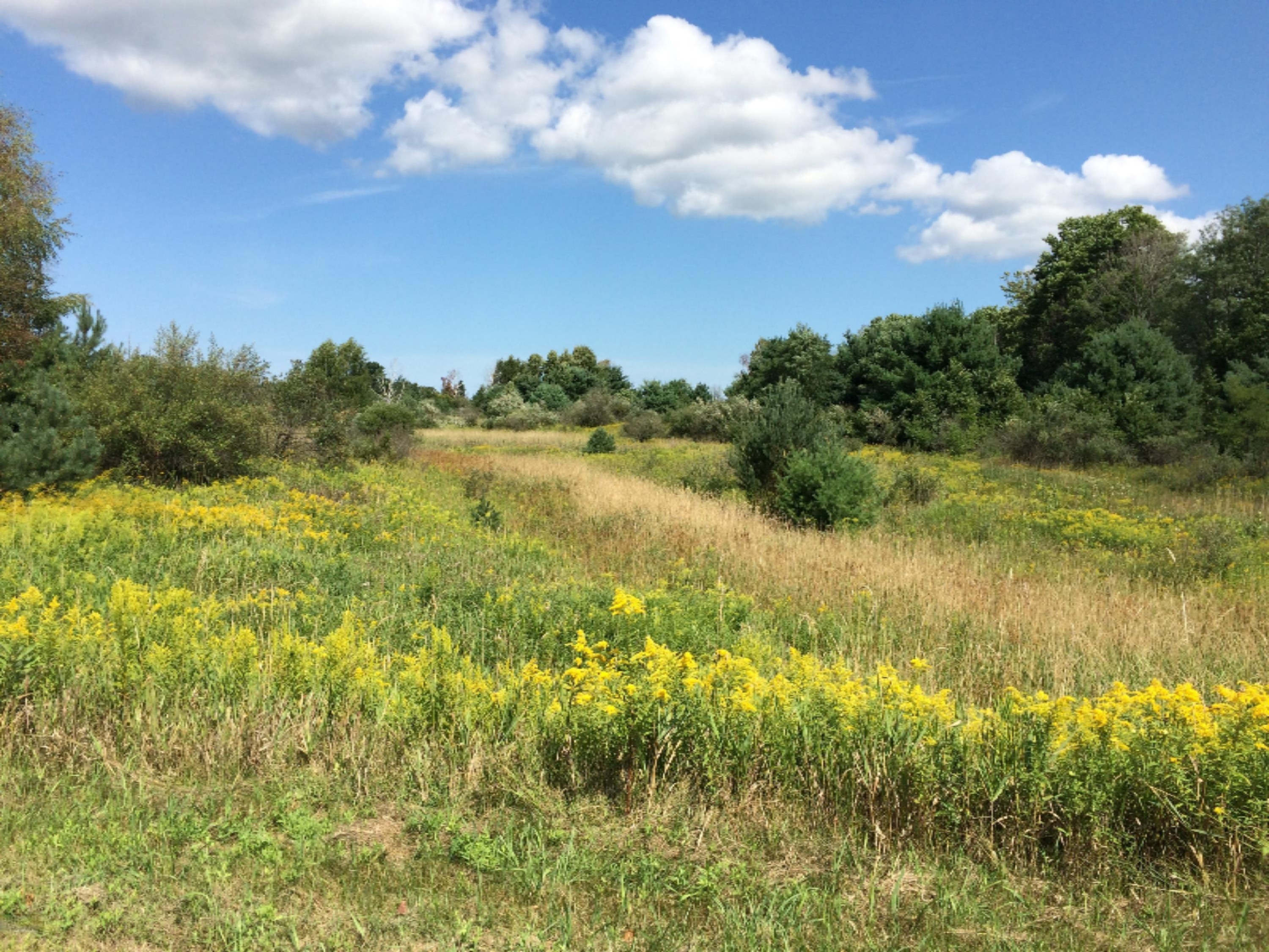 11510 Kerry Road Brethren, MI 49619 - Photo 26 of 30 Back Field