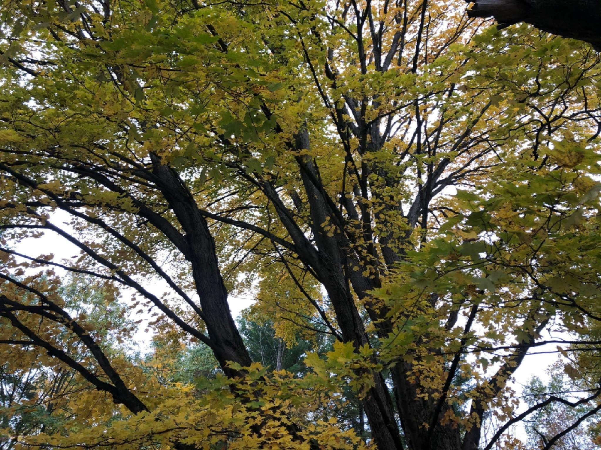 11510 Kerry Road Brethren, MI 49619 - Photo 27 of 30 Tree in Front Yard