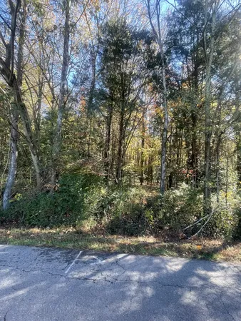 a view of a yard with a tree