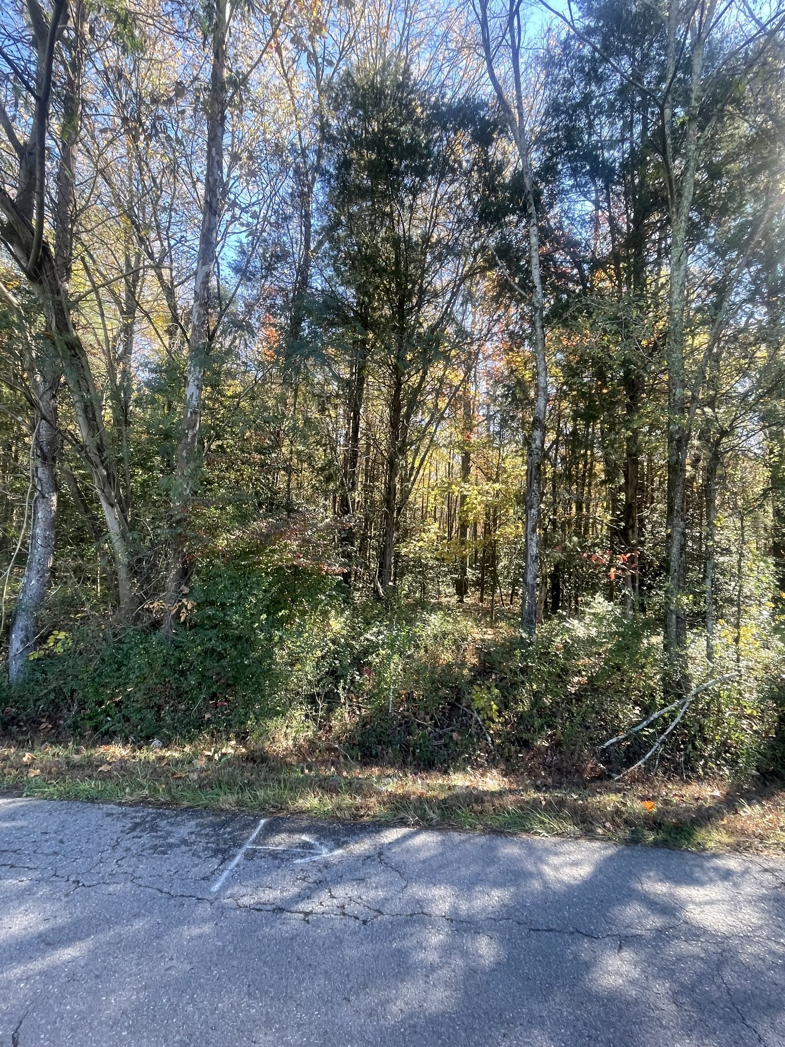a view of a yard with a tree