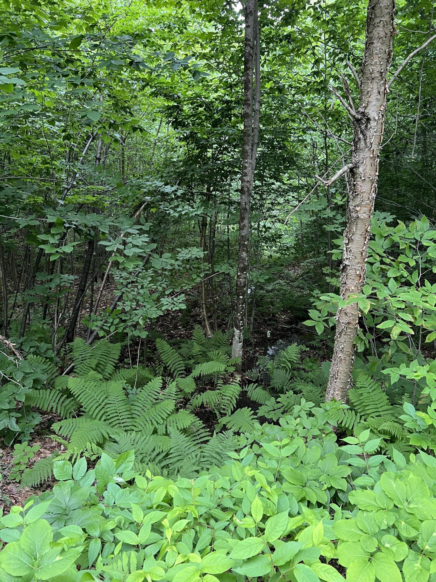 Lot 60 Plaisted Road Jay, ME 04239 - Photo 7 of 9 IMG_4585