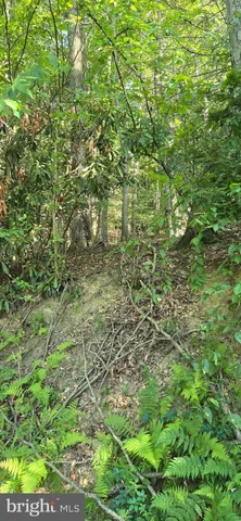 a view of outdoor space with deck and tree