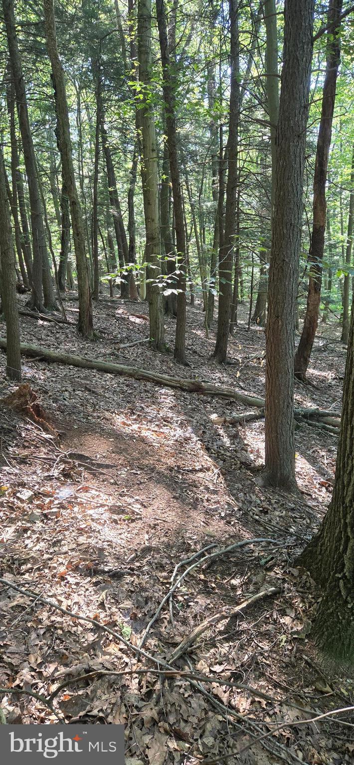 0 Ridge Road Cumbola, PA 17930 - Photo 4 of 7 a backyard of a house with lots of green space