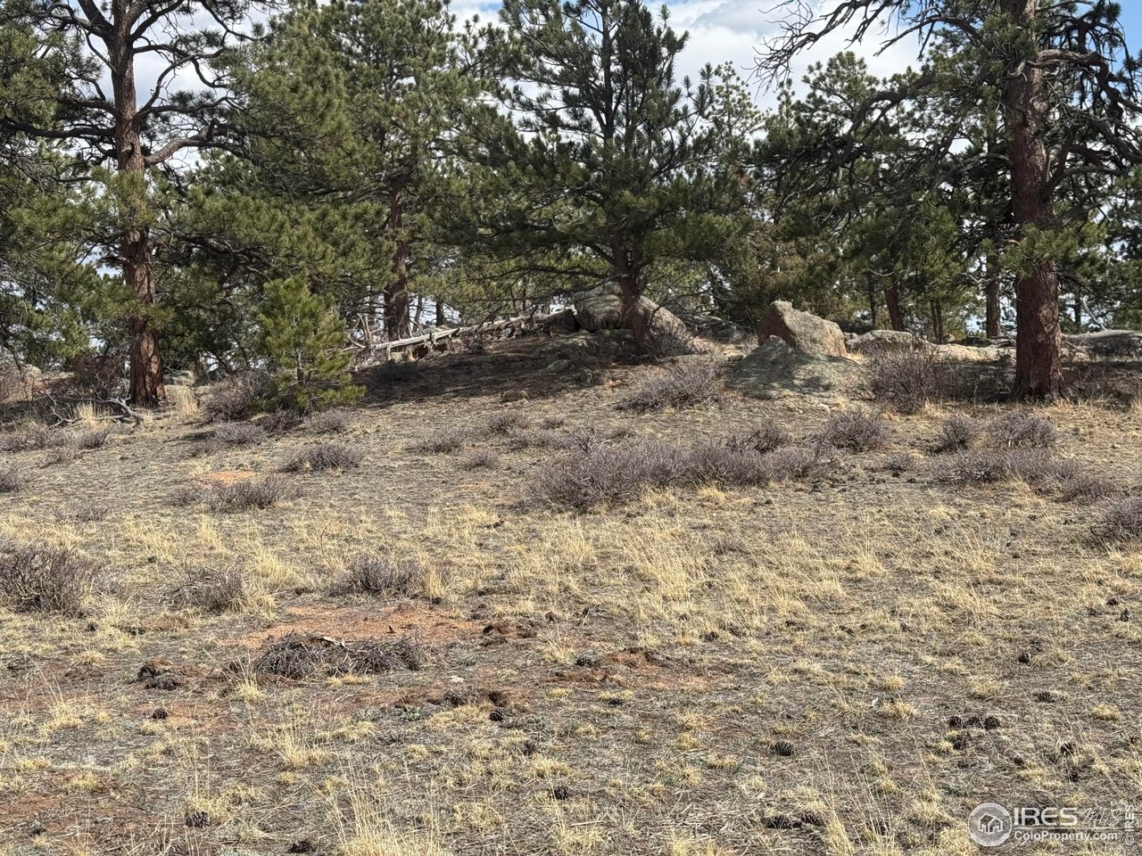 Shoshana Ranch Road Livermore, CO 80536 - Photo 14 of 16 a view of a forest with trees in the background