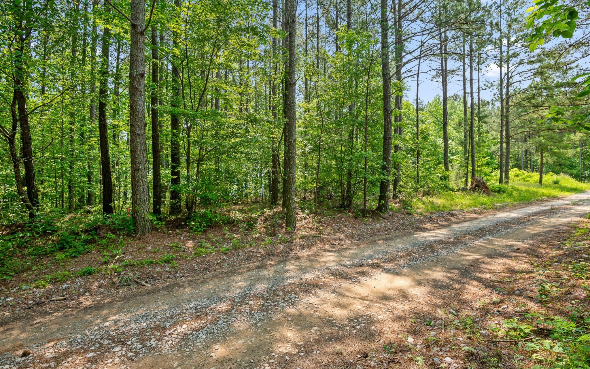 2222 High Ground Road Guild, TN 37340 - Photo 24 of 33 a view of outdoor space and trees