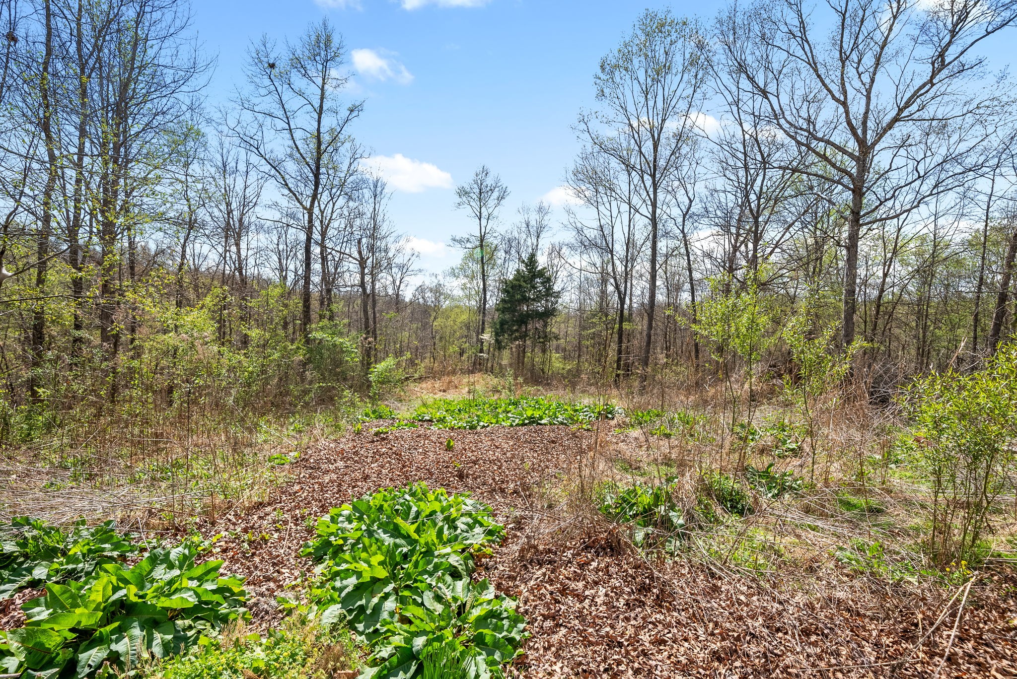 135 Carl Taylor Road Tennessee Ridge, TN 37178 - Photo 32 of 41 a backyard of a house with lots of green space
