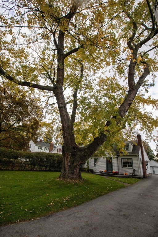 202 Kiniry Drive Irondequoit, NY 14609 - Photo 5 of 43 Very old
Cut Leaf
Silver Maple
tree