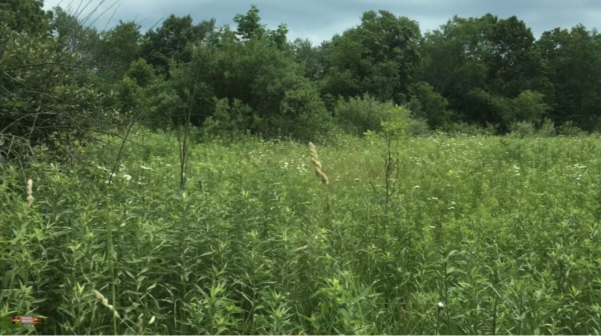 Lindsey Road Plainwell, MI 49080 - Photo 15 of 29 IMG_4413
