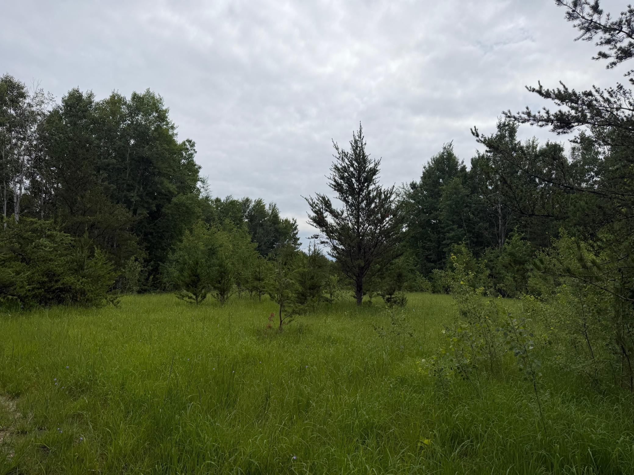 Tbd 350th Street Sebeka, MN 56477 - Photo 52 of 100