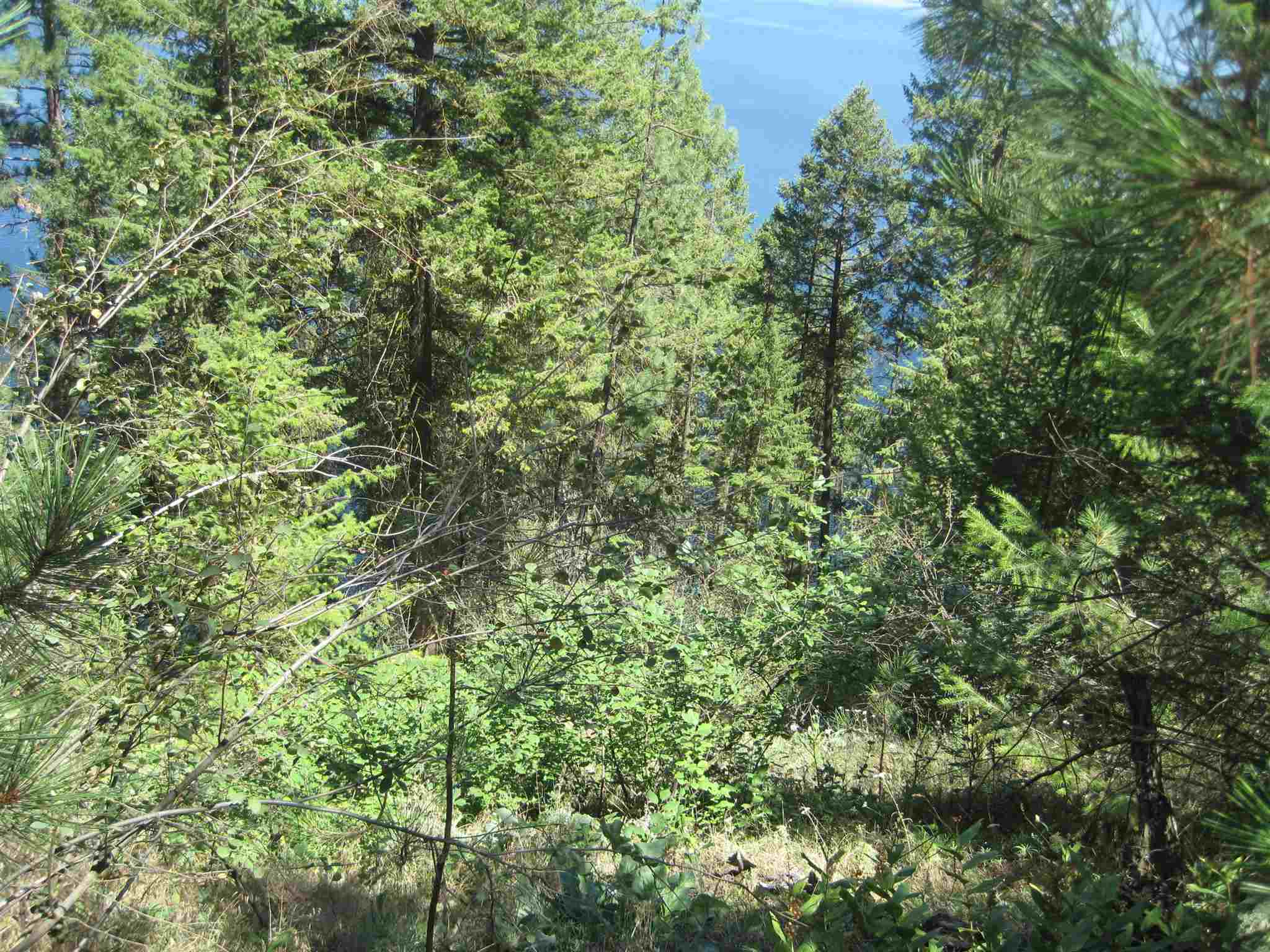 Xxx West Long Lake Road Ford, WA 99013 - Photo 12 of 17