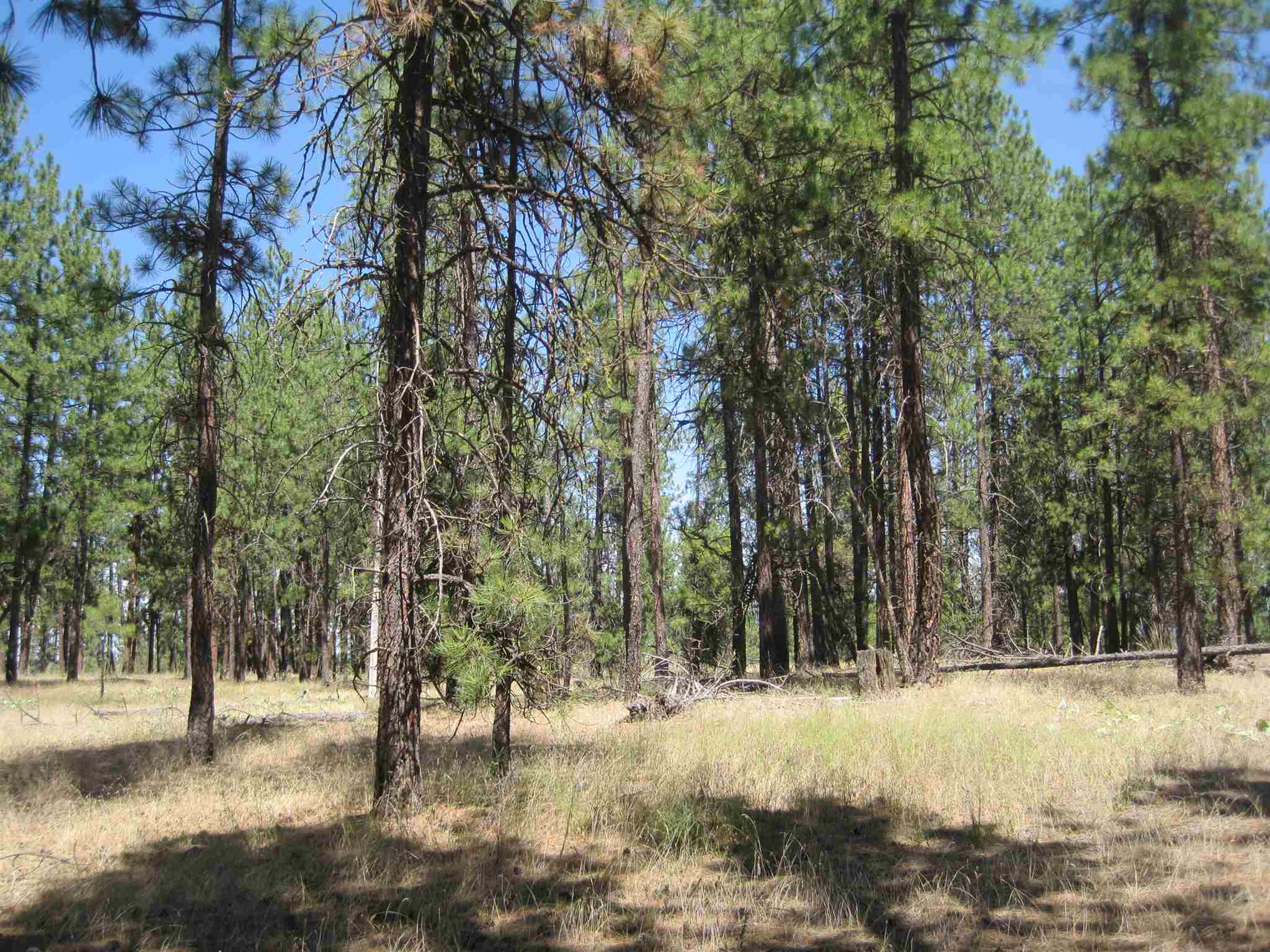Xxx West Long Lake Road Ford, WA 99013 - Photo 14 of 17