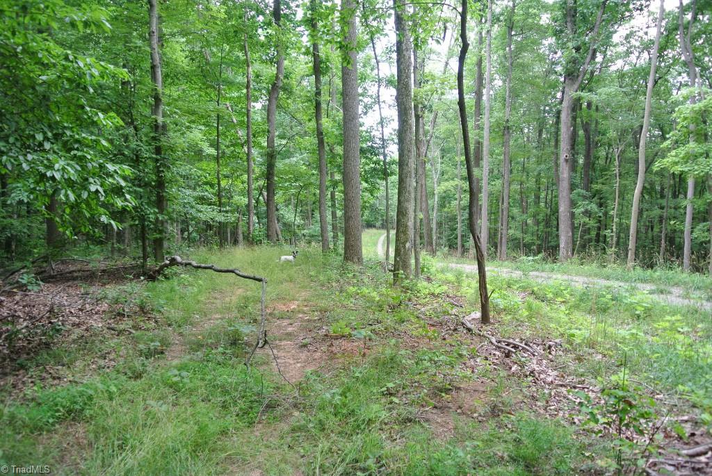 10 Rabbit Run Road Traphill, NC 28685 - Photo 8 of 21 Gallery Image 8
