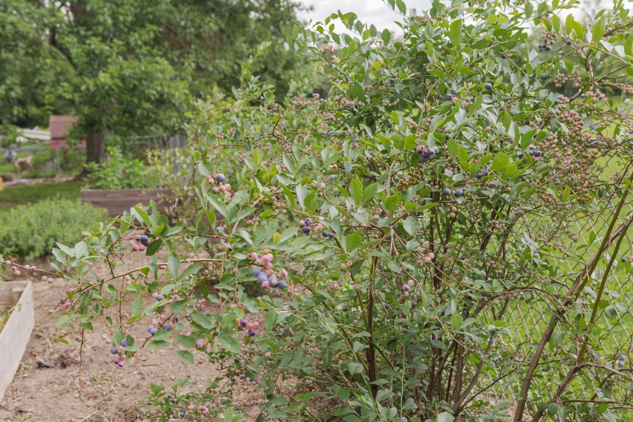 120 Lee Road Cottontown, TN 37048 - Photo 41 of 47 Gallery Image 41