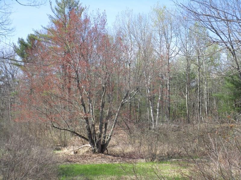 0 Spragues Mills Road Greene, ME 04236 - Photo 1 of 8 Wooded for Privacy