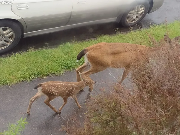 $524,999 | 612 Harrison Avenue, Astoria, OR 97103