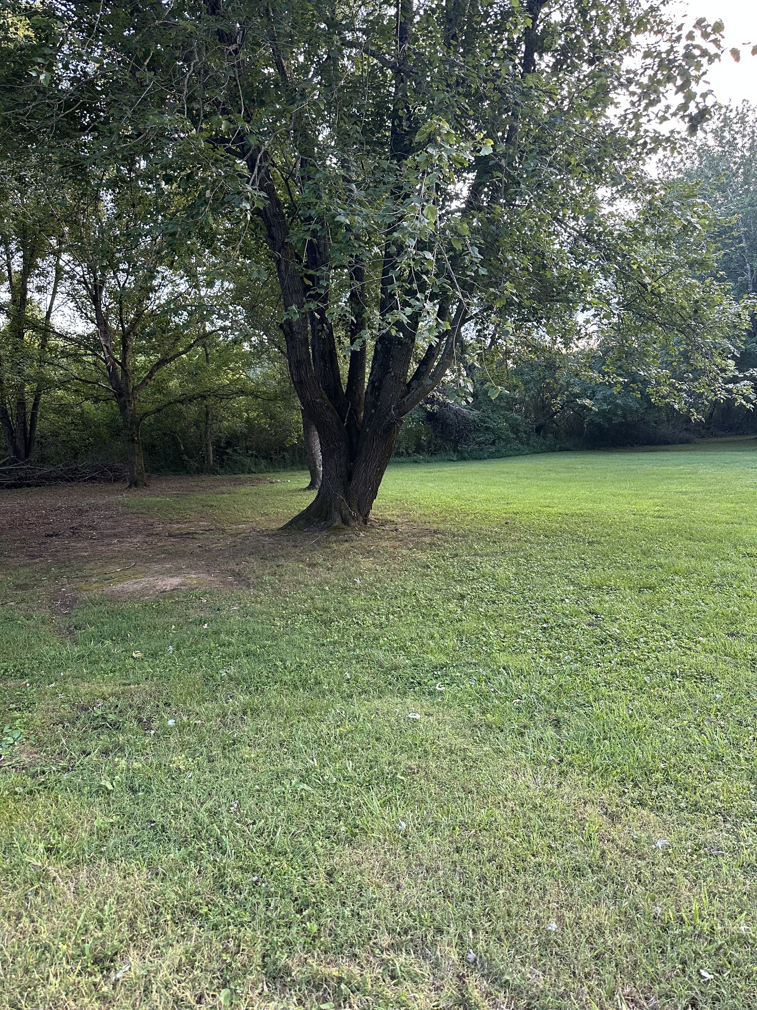 247 Petty Gap Road Woodbury, TN 37190 - Photo 23 of 23 a view of a yard with a tree