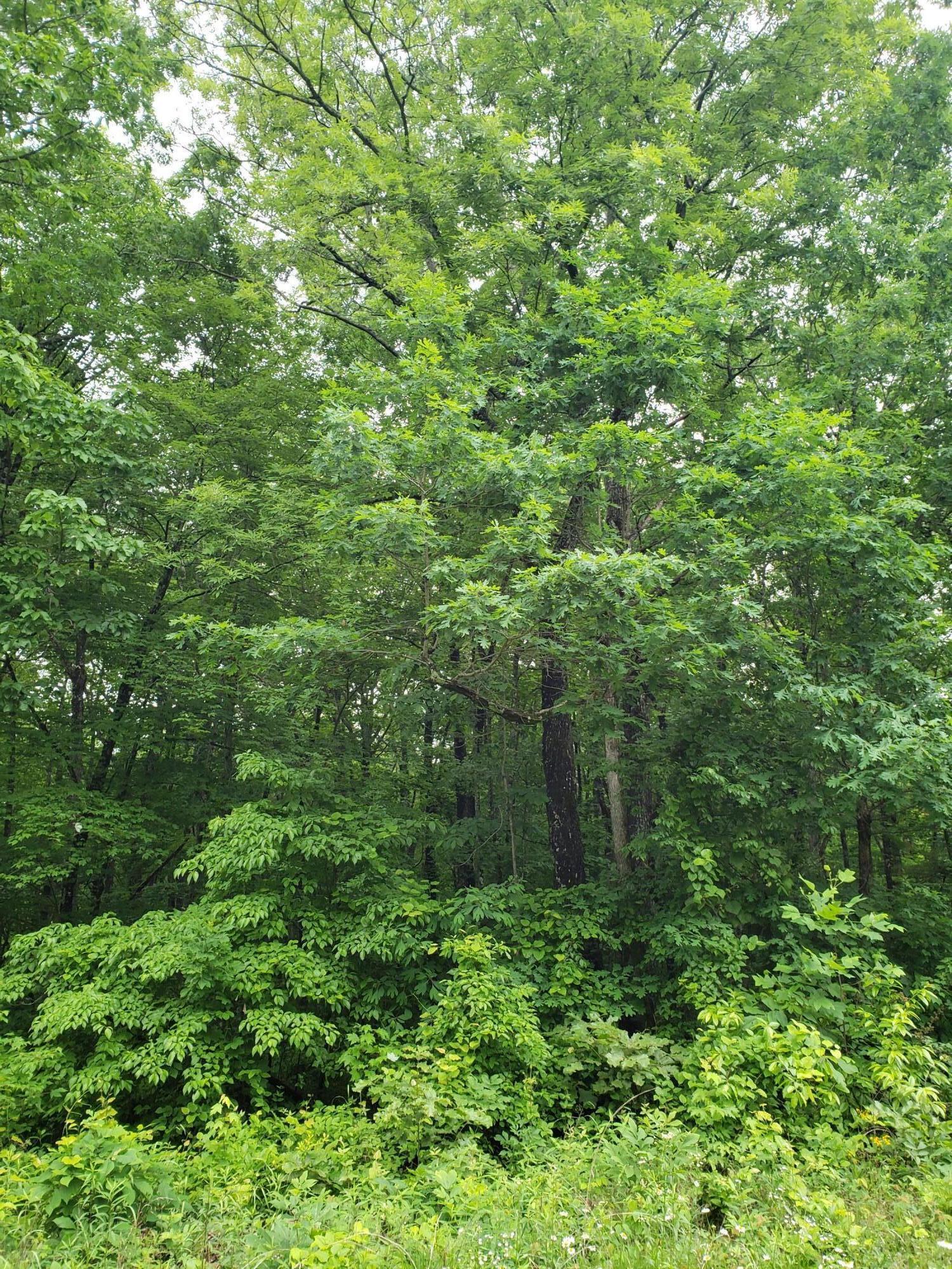 Lot 350 Valley View Road Crossville, TN 38572 - Photo 8 of 12 20220526_152810