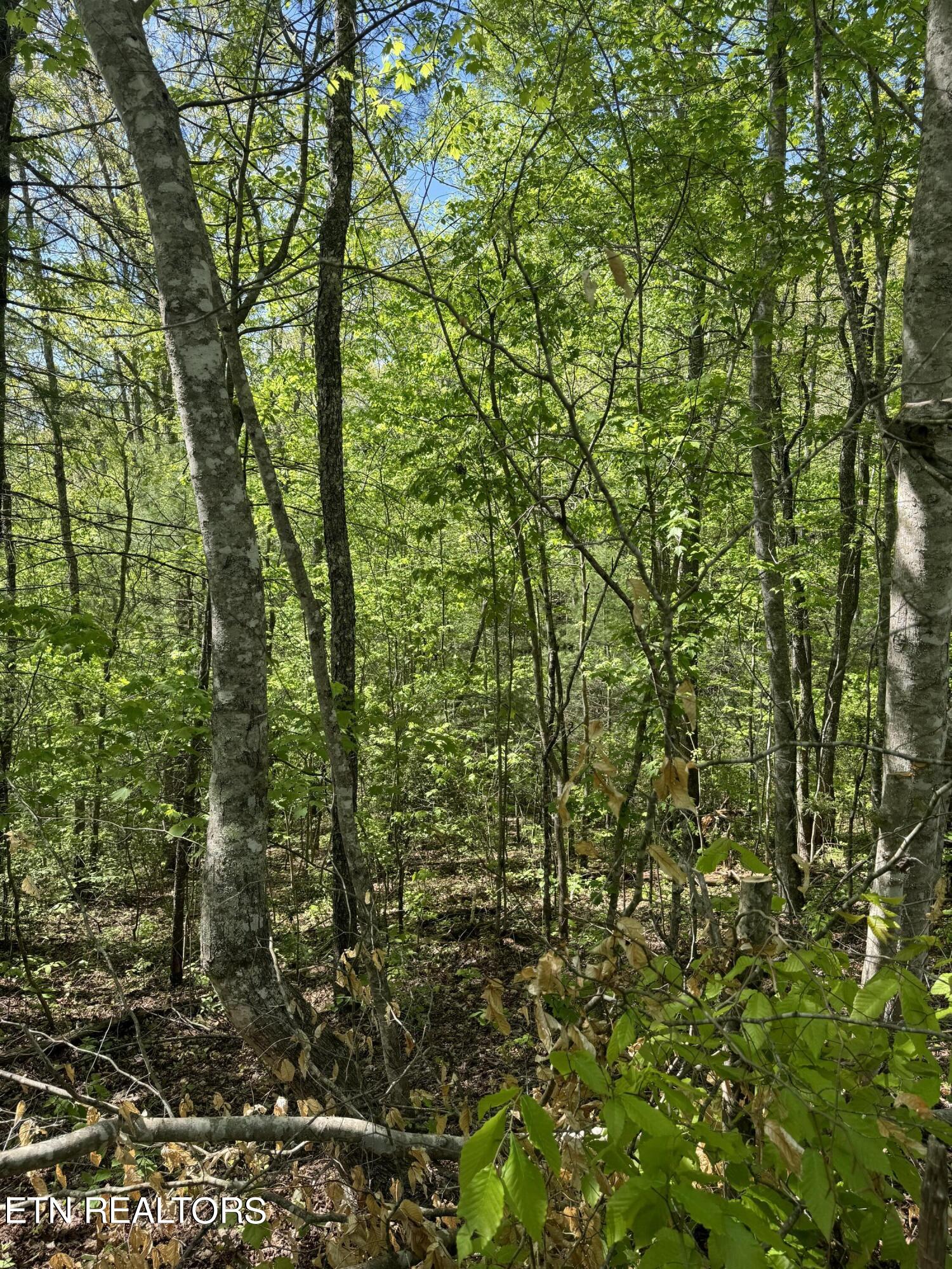 Honey Creek Loop Road Allardt, TN 38504 - Photo 12 of 26 IMG_0918