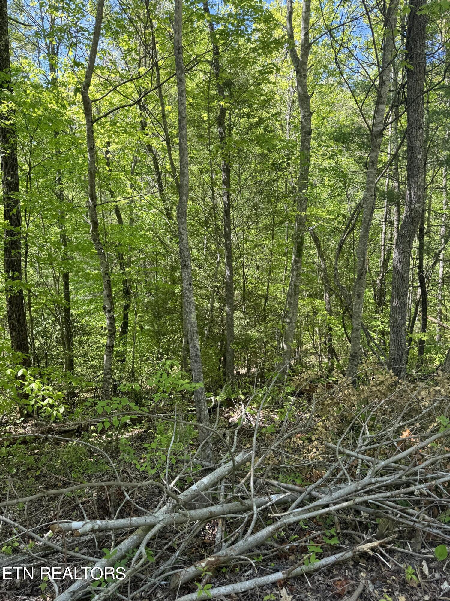 Honey Creek Loop Road Allardt, TN 38504 - Photo 13 of 26 IMG_0919