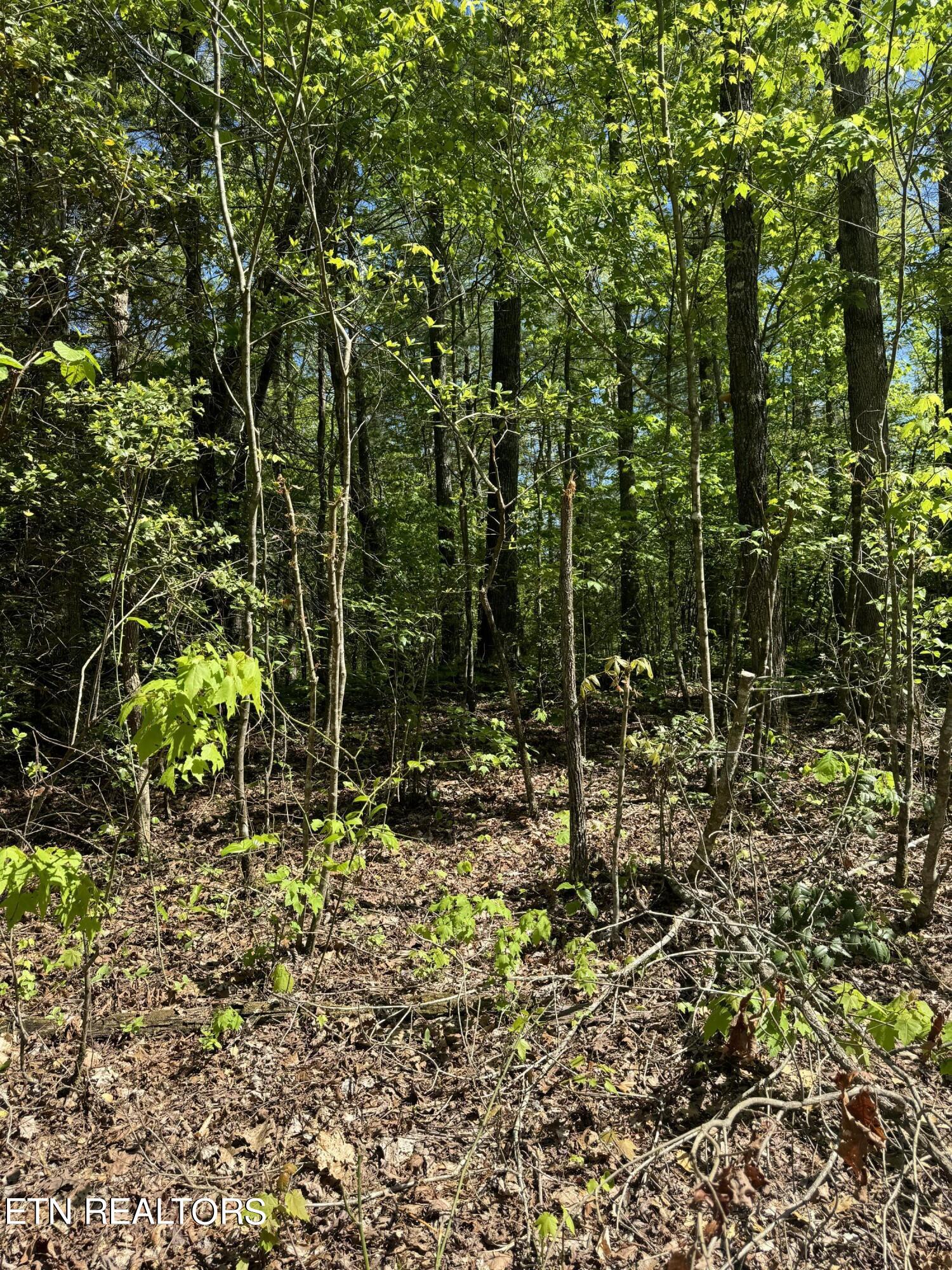 Honey Creek Loop Road Allardt, TN 38504 - Photo 14 of 26 IMG_0920