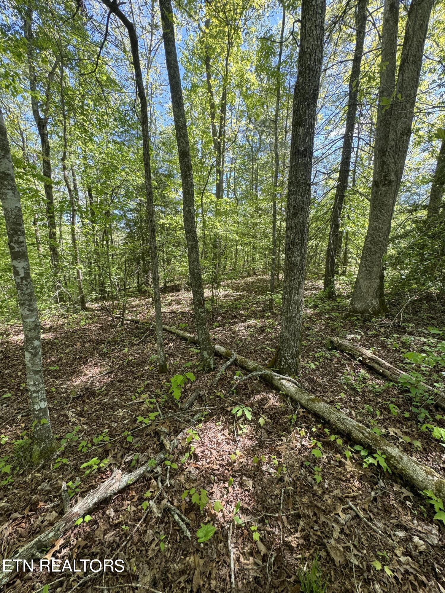 Honey Creek Loop Road Allardt, TN 38504 - Photo 6 of 26 IMG_0911