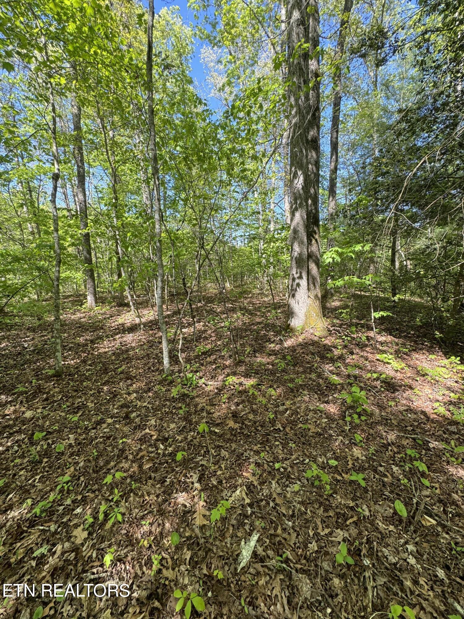 Honey Creek Loop Road Allardt, TN 38504 - Photo 7 of 26 IMG_0912